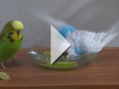 Steves wilde Waschroutine